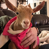 Happy Hooves On Demand Goat Experience