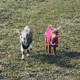 Happy Hooves On Demand Goat Experience