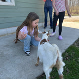 Goat Cuddle Session At The Farm