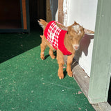 Happy Hooves On Demand Goat Experience